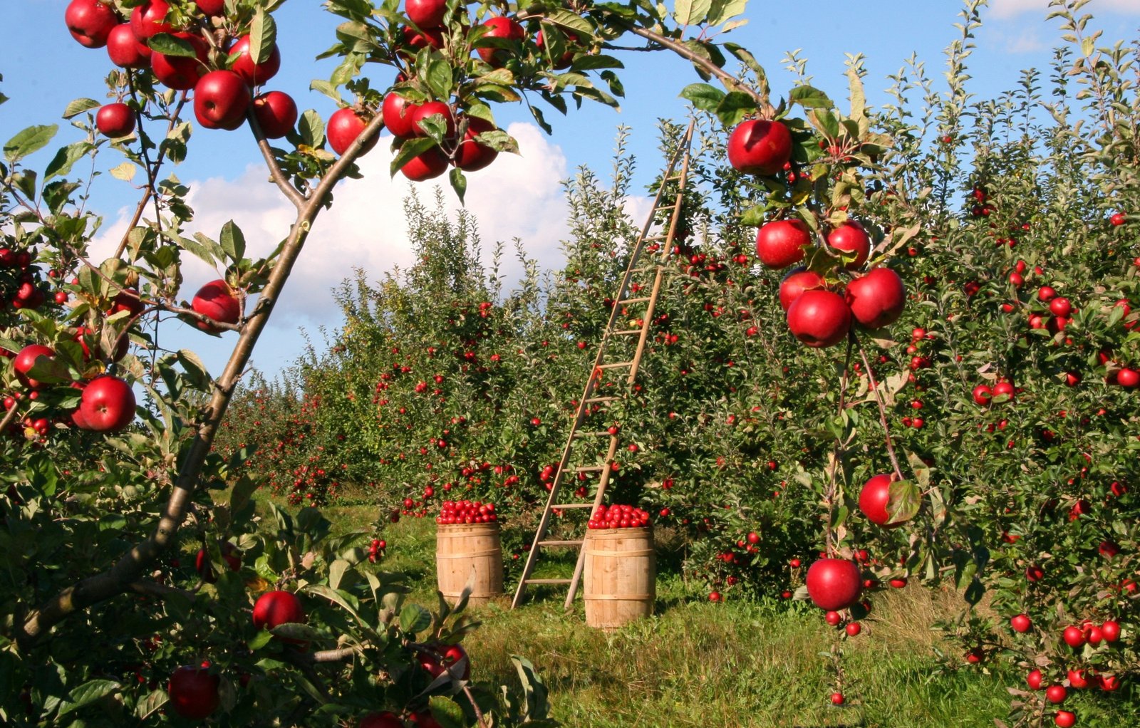 Premium Apple Orchard